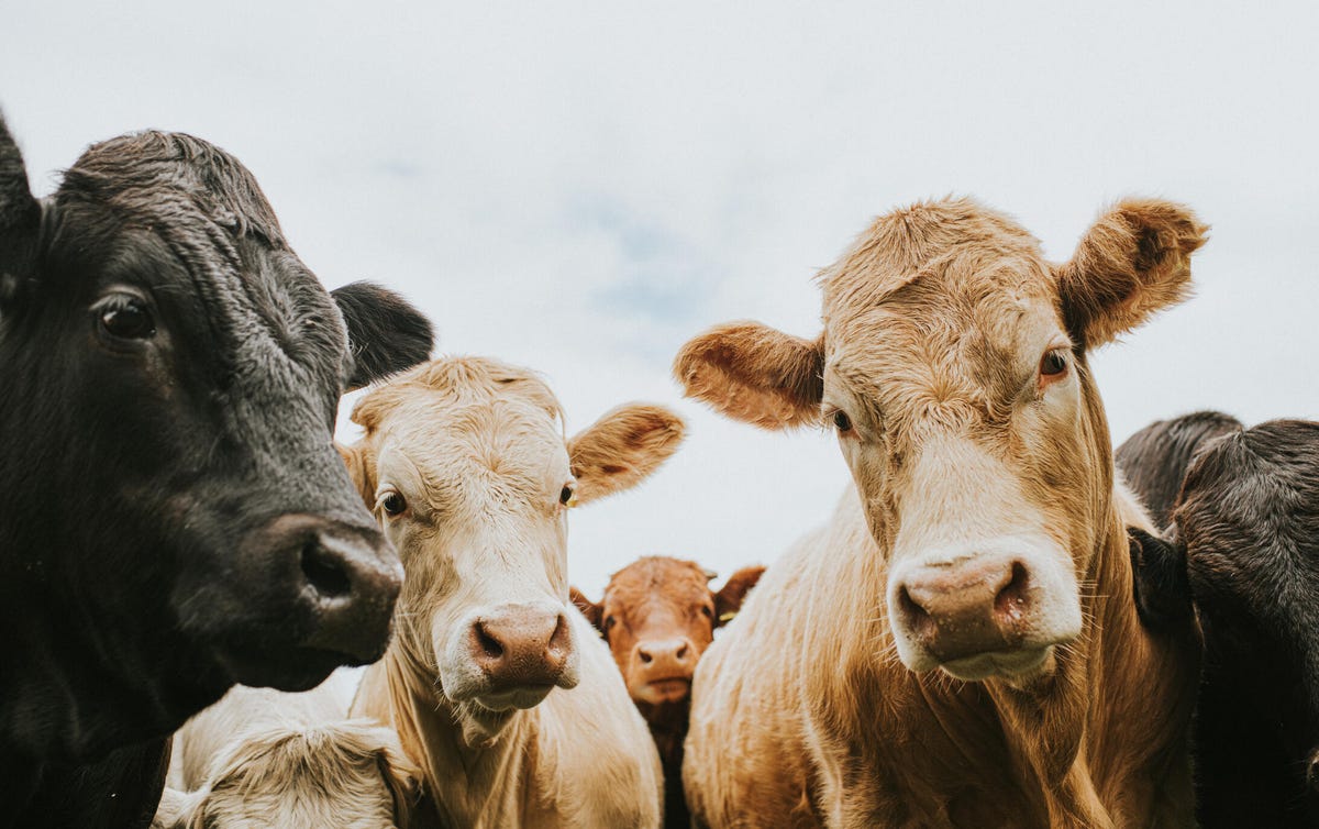 The Herd of Cattle is looking down, directly at the Camera